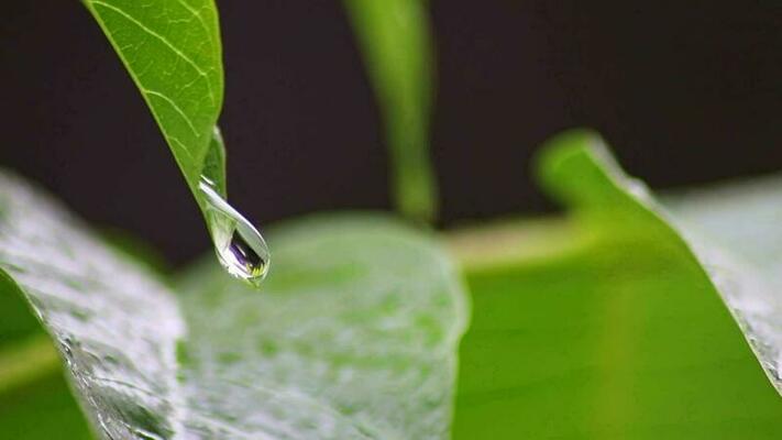 Rain drop on leaf